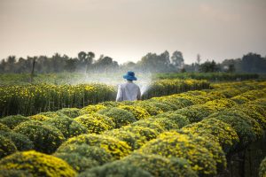Les meilleures pratiques pour réussir la transition vers des pratiques agroforestières durables