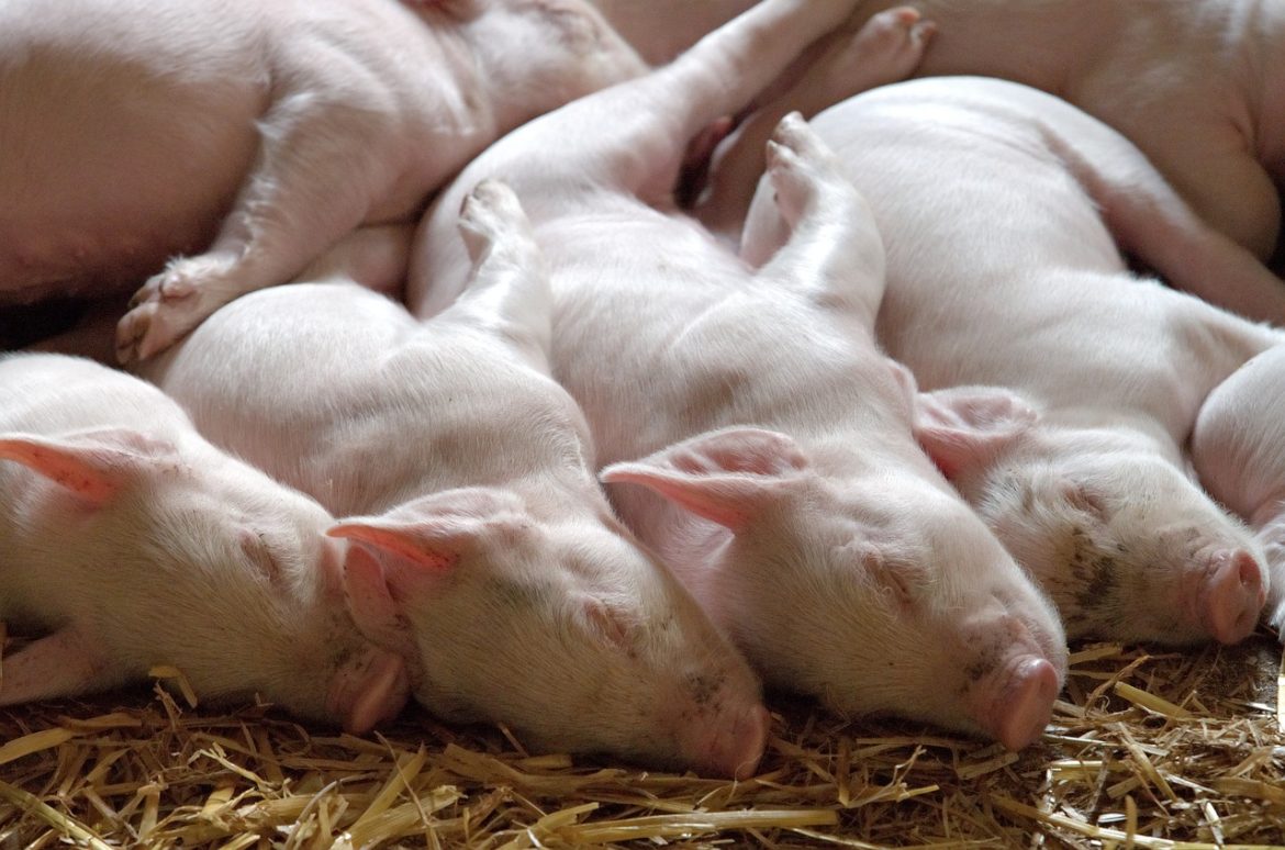 Les avantages méconnus de soutenir les élevages de porcs de ferme