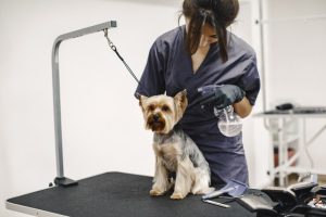 Les avantages d’un toilettage professionnel pour la santé et le bien-être de votre animal