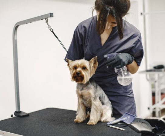 Les avantages d’un toilettage professionnel pour la santé et le bien-être de votre animal