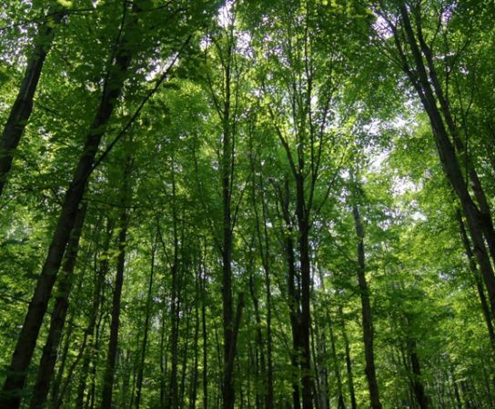 Comment choisir les bons équipements pour une érablière rentable et durable ?