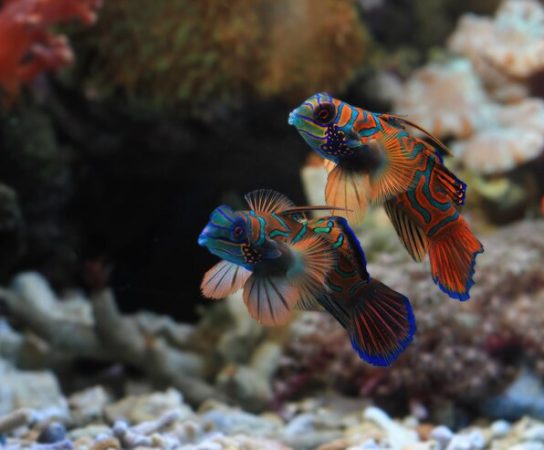 8 espèces de poissons d&rsquo;aquarium à découvrir