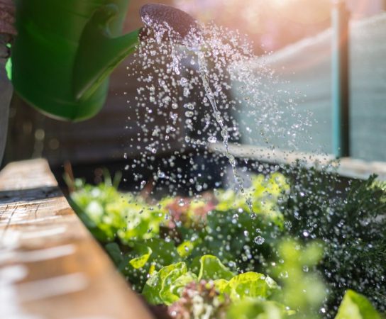Assainissement naturel : comment concevoir un jardin qui régule naturellement les eaux pluviales ?