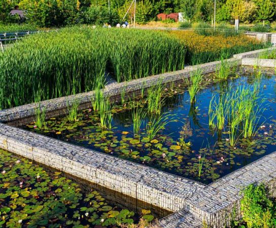 Formation sur l&rsquo;intégration des plantes aquatiques dans les jardins : Un guide complet