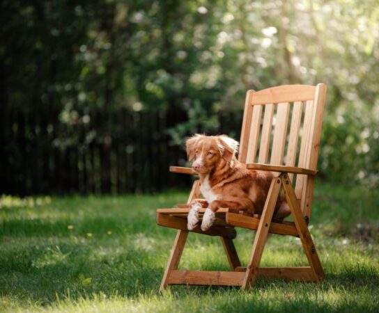 Coaching en aménagement de jardins pour animaux : créer un espace adapté à vos compagnons