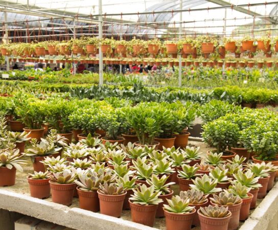 Les secrets pour réussir l’achat de plantes en pépinière