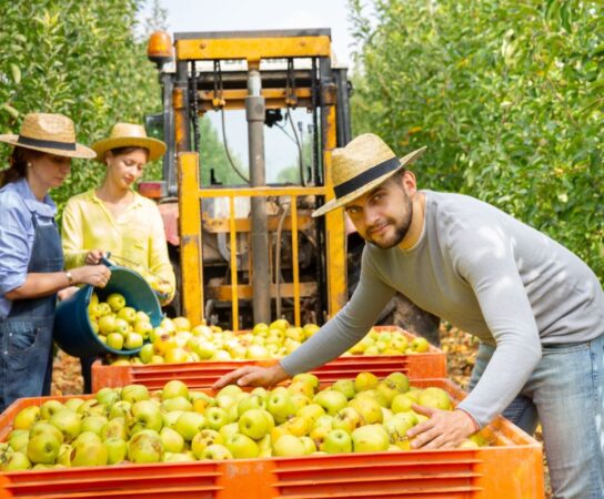 Que choisir entre cueilleuses de fruits sur chenilles et cueilleuses de fruits sur roues ?