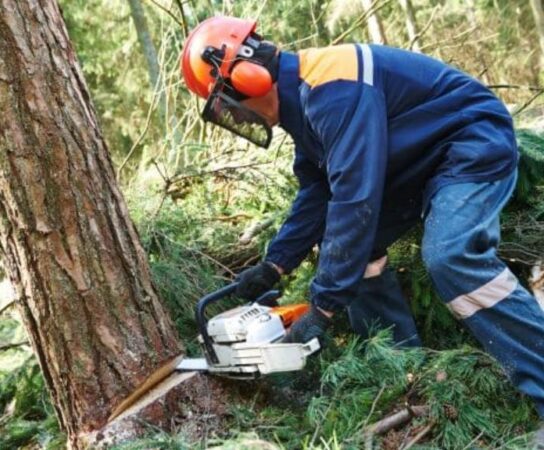 Abattage d&rsquo;arbres : la sécurité et la gestion respectueuse de l&rsquo;environnement