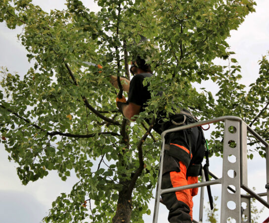 Devenir expert en taille des arbres : parcours de formation et compétences requises