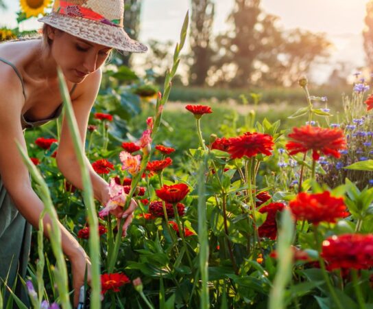 Formation sur la création d&rsquo;un jardin méditerranéen : Plantes, couleurs et agencement