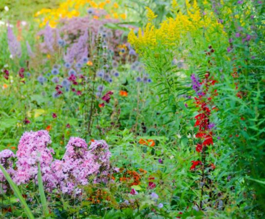 Coaching pour aménager un jardin de plantes sauvages : Reconnecter avec la nature