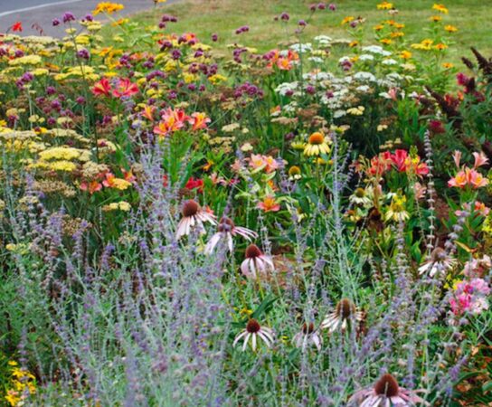 Plantes à massif : Les meilleures associations de plantes pour un jardin unique