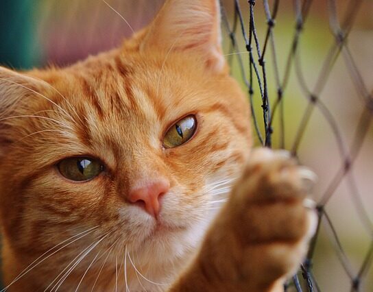 Comment l&rsquo;adoption d&rsquo;un animal de refuge peut améliorer votre santé ?