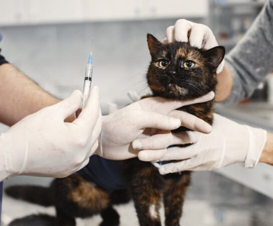 Tout ce qu&rsquo;il faut savoir sur le vaccin pour chat