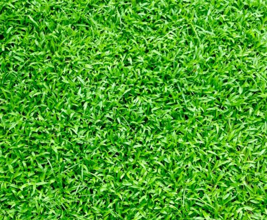 Engazonnement : comment réussir une pelouse durable ?