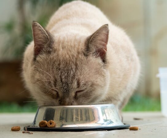 Nourriture pour animaux : comment bien choisir ?