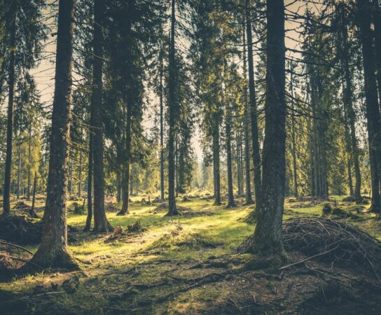Sylviculture : pourquoi la gestion durable des forêts est-elle importante ?