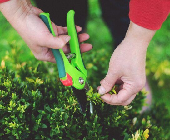 Entretien de jardin : astuces pour préserver vos plantes
