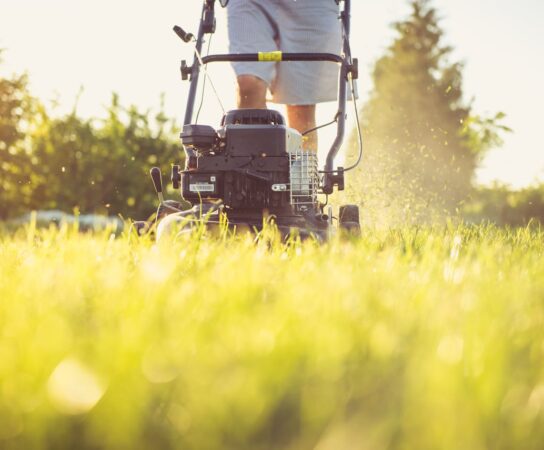 Tonte de pelouse : astuces pour un gazon dense et vert