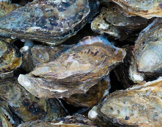 Les bienfaits des huîtres naturelles pour la santé
