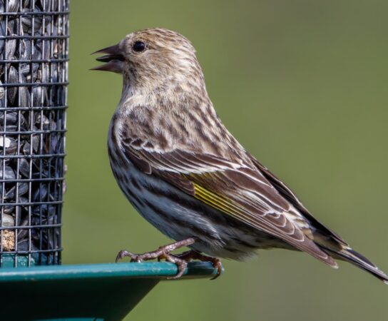 Alimentation pour oiseau : guide complet