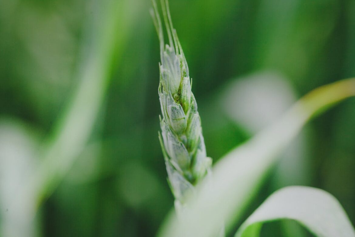 Protéger vos plantes en hiver