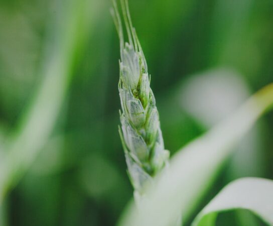 Protéger vos plantes en hiver
