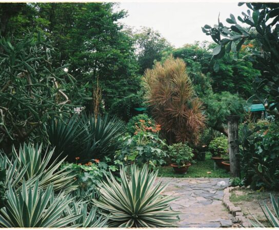Idées pour un jardin sans arrosage intensif