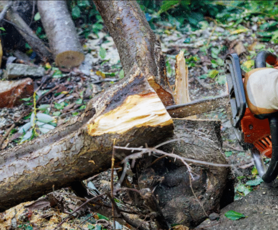 Abattage d’arbre : une intervention maîtrisée et respectueuse de l’environnement