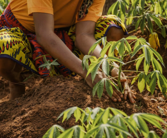 Agriculture biologique : un mode de culture respectueux de la nature