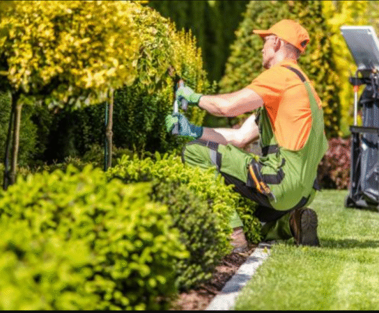 Entretien paysager : sublimez vos espaces verts avec des experts