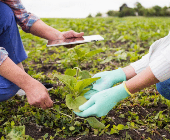 L’agriculture durable : les clés pour une production responsable et rentable