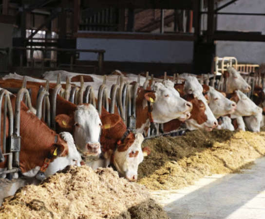 L’élevage moderne : concilier bien-être animal et performance économique