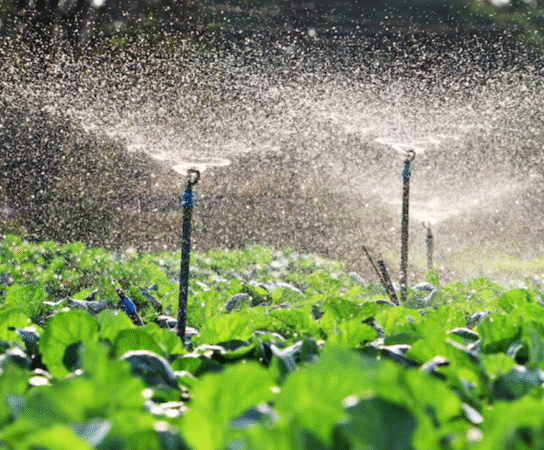 L’irrigation agricole : méthodes efficaces pour économiser l’eau