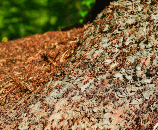 Paillages organiques : nourrissez et protégez vos plantations naturellement