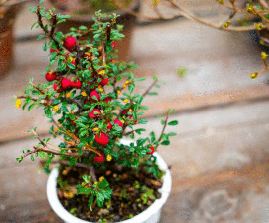 Plantes de petits fruits : cultivez la nature et la saveur à domicile