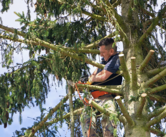 Travaux d&rsquo;élagage : sécurité et esthétisme pour vos arbres