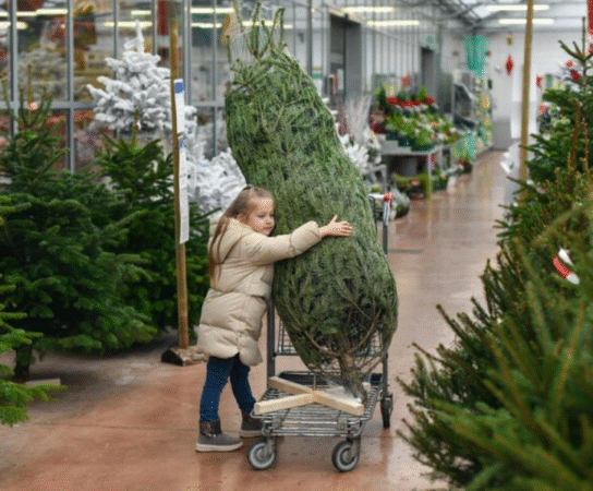 Vente de sapins de Noël : apportez la magie des fêtes chez vous