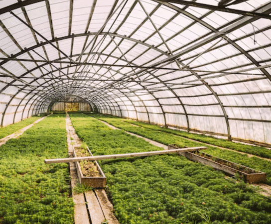 Les serres agricoles : optimiser la production tout au long de l’année