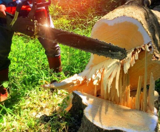 Abattage d’arbre : interventions sécurisées et respectueuses de l’environnement