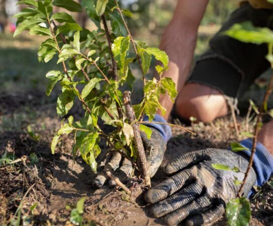 Plantation d&rsquo;arbres : embellissez et renforcez vos espaces verts