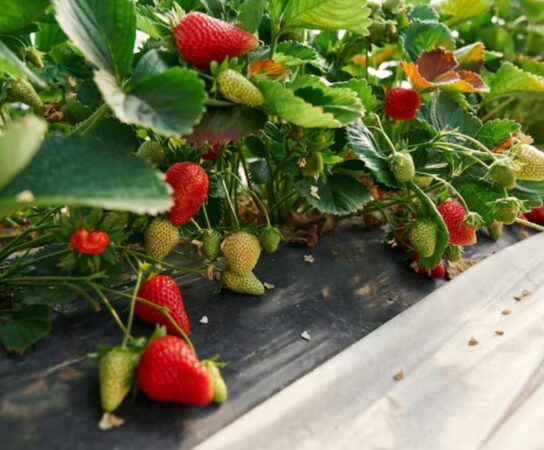 Producteur de fraises : fruits frais et savoureux toute l’année