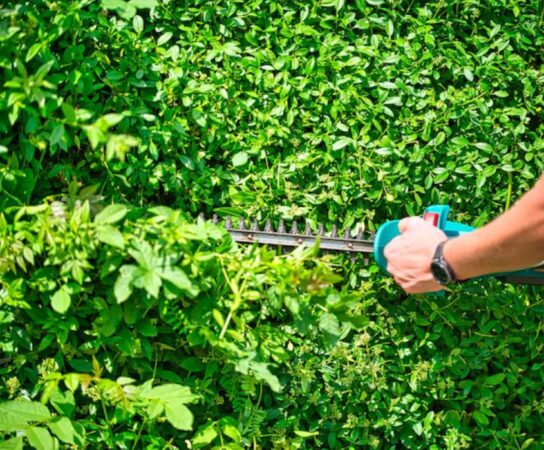 Taille de haies : entretenir votre jardin pour un rendu soigné et harmonieux