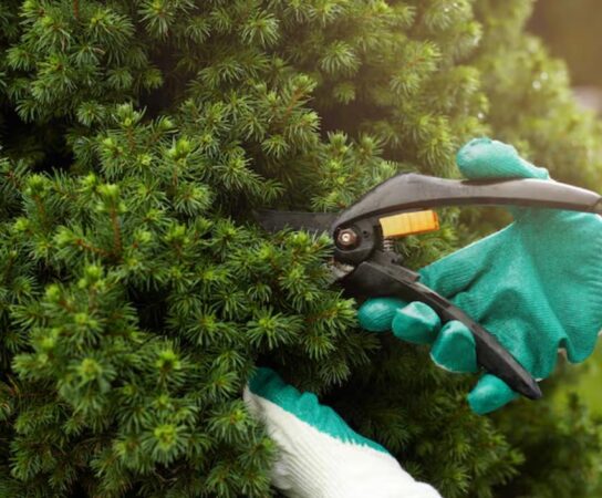 Taille et soins aux arbres : préservez santé et beauté de vos végétaux