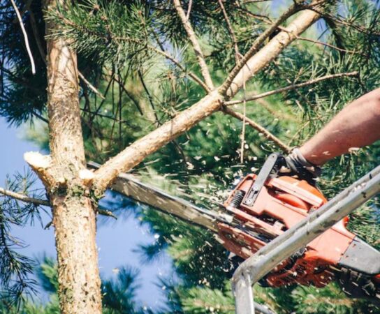 Élagage : entretenez vos arbres pour sécurité et esthétique