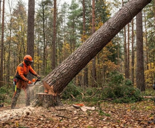 Abattage directionnel : maîtriser la technique de l’entaille