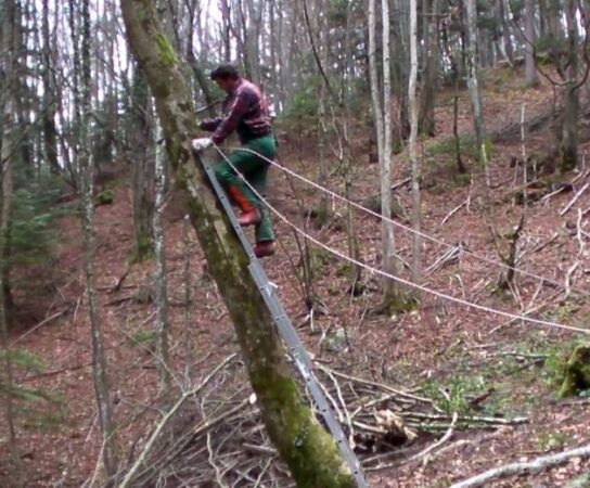 Abattage directionnel d’un arbre penché : techniques et contraintes