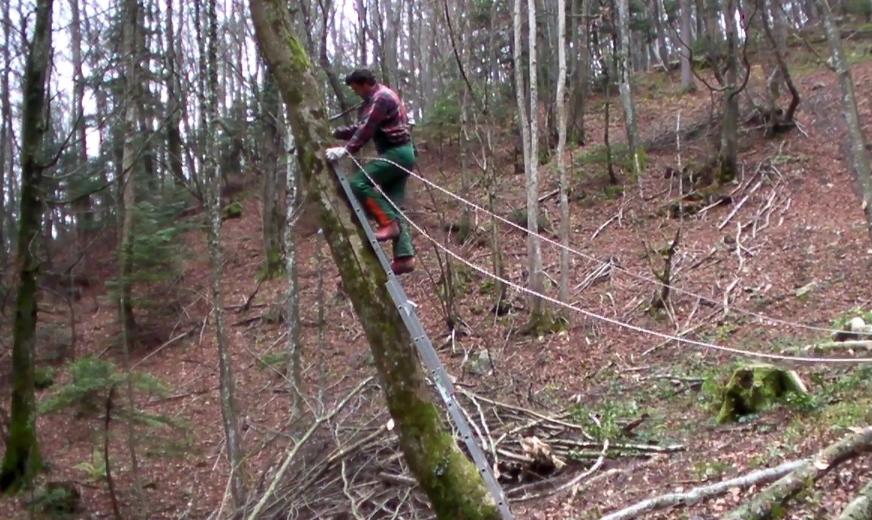 Abattage directionnel d’un arbre penché : techniques et contraintes