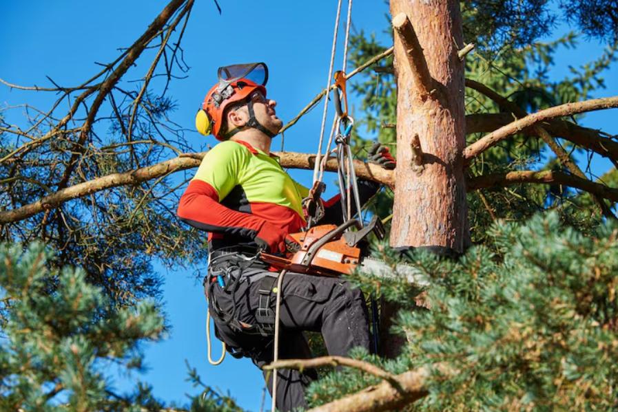 Élagage à la nacelle ou à la grimpe : avantages et inconvénients