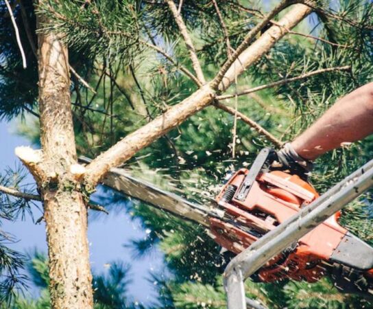 Émondage ou élagage : ne confondez plus ces termes